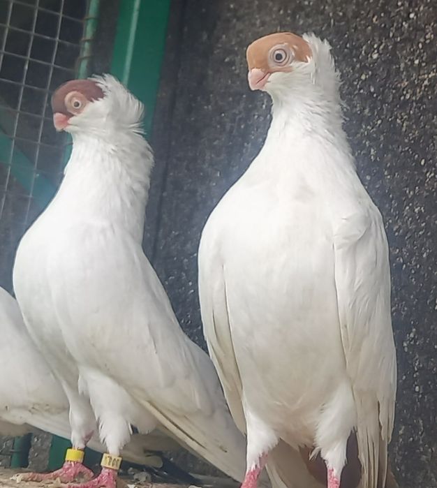 Krymki hamburskie,krymek hamburski para