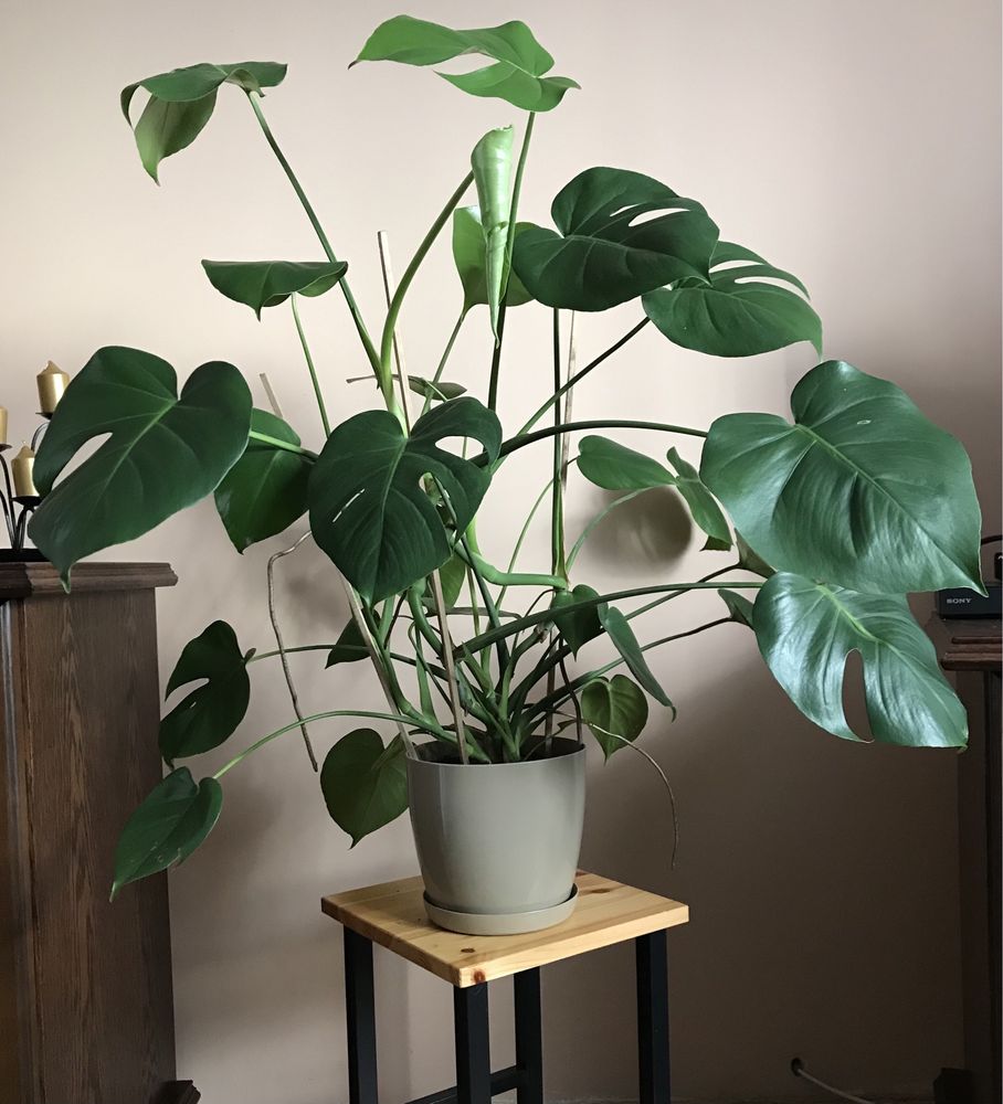 Kwiat doniczkowy monstera domowy liściasty duży do salonu