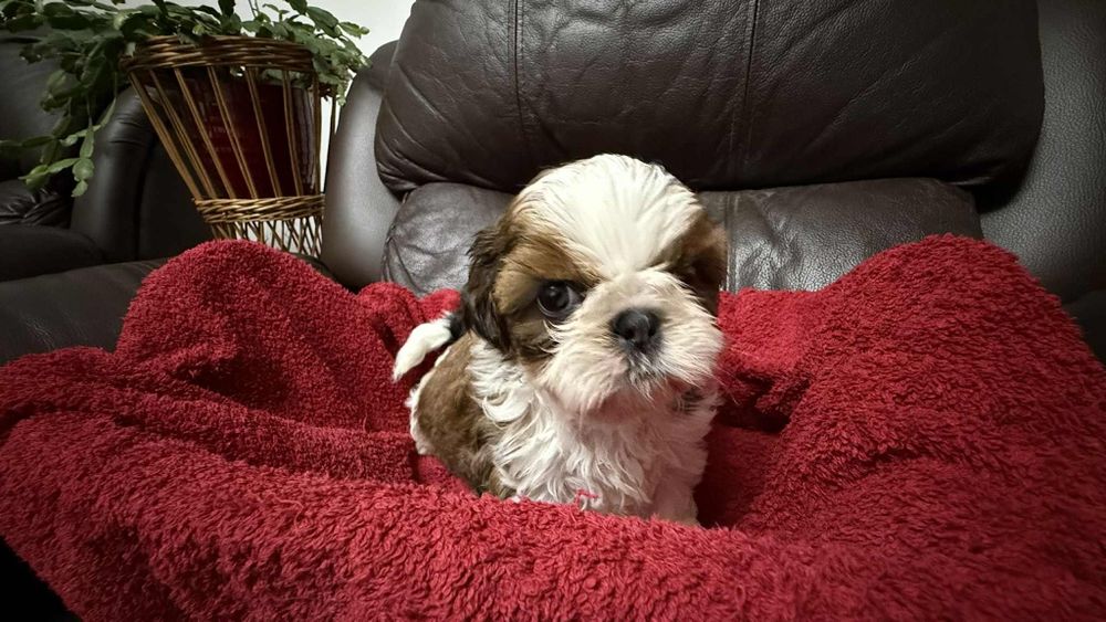 Shih tzu z rodowodem dziewczynka