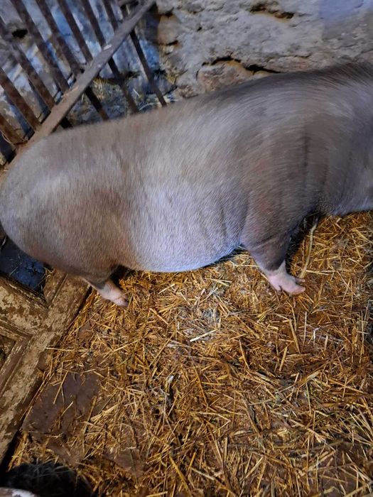 Продам вьетнамську свиноматку