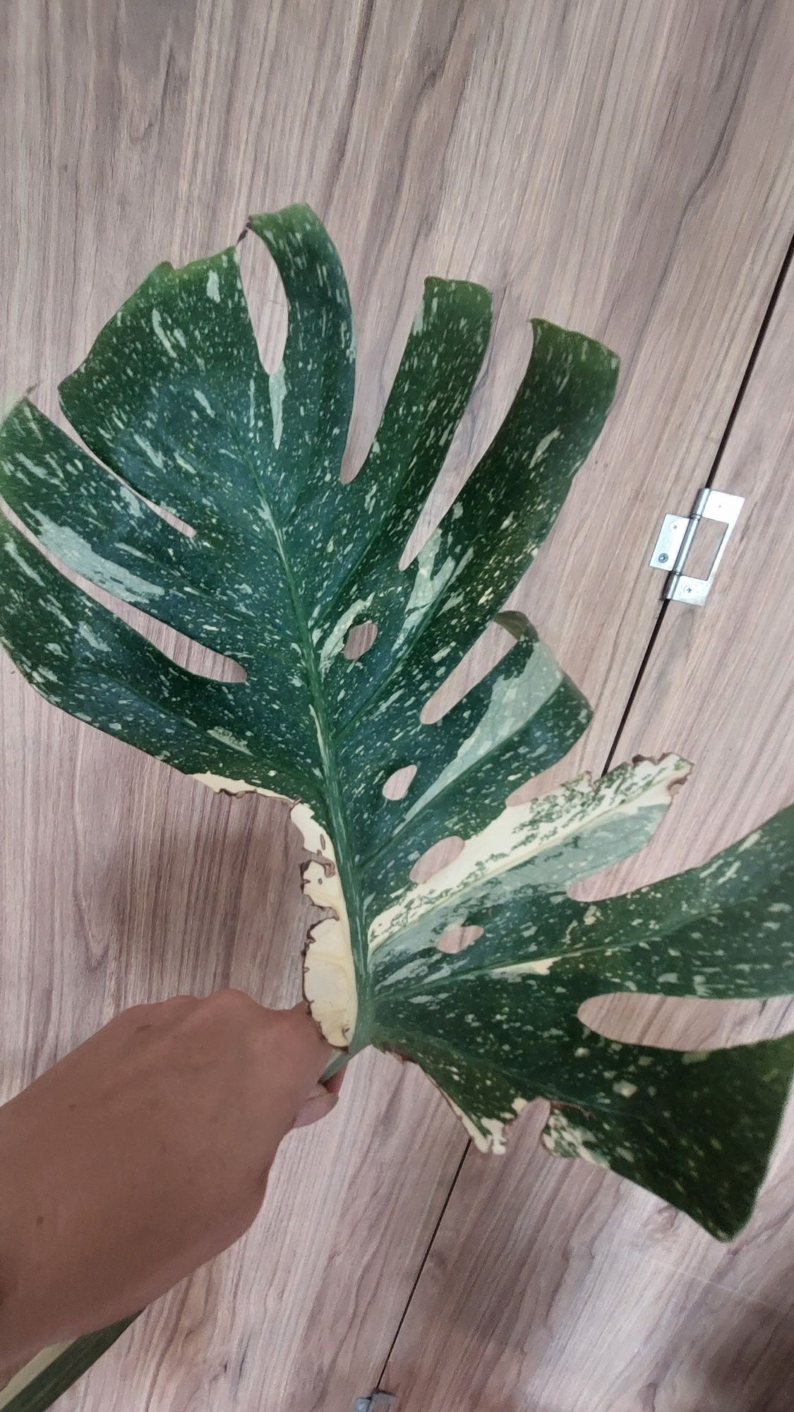 Monstera Thai #2