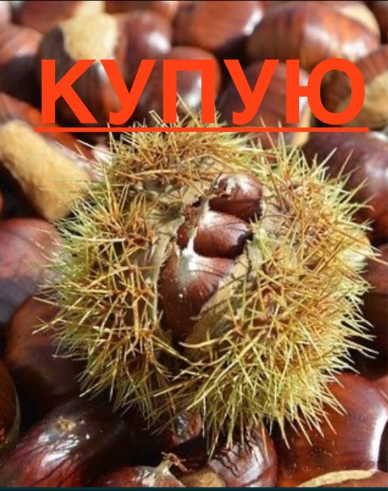 Каштани оптом дорого