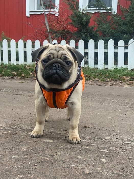 Чудовий хлопчик!