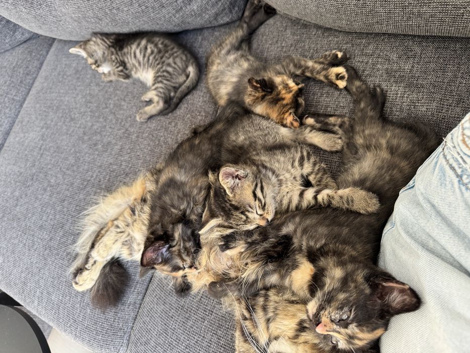 Кошенята в добрі руки