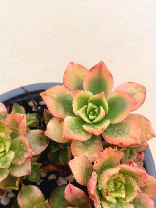 Suculenta Aeonium