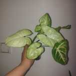 Syngonium sadzonka
