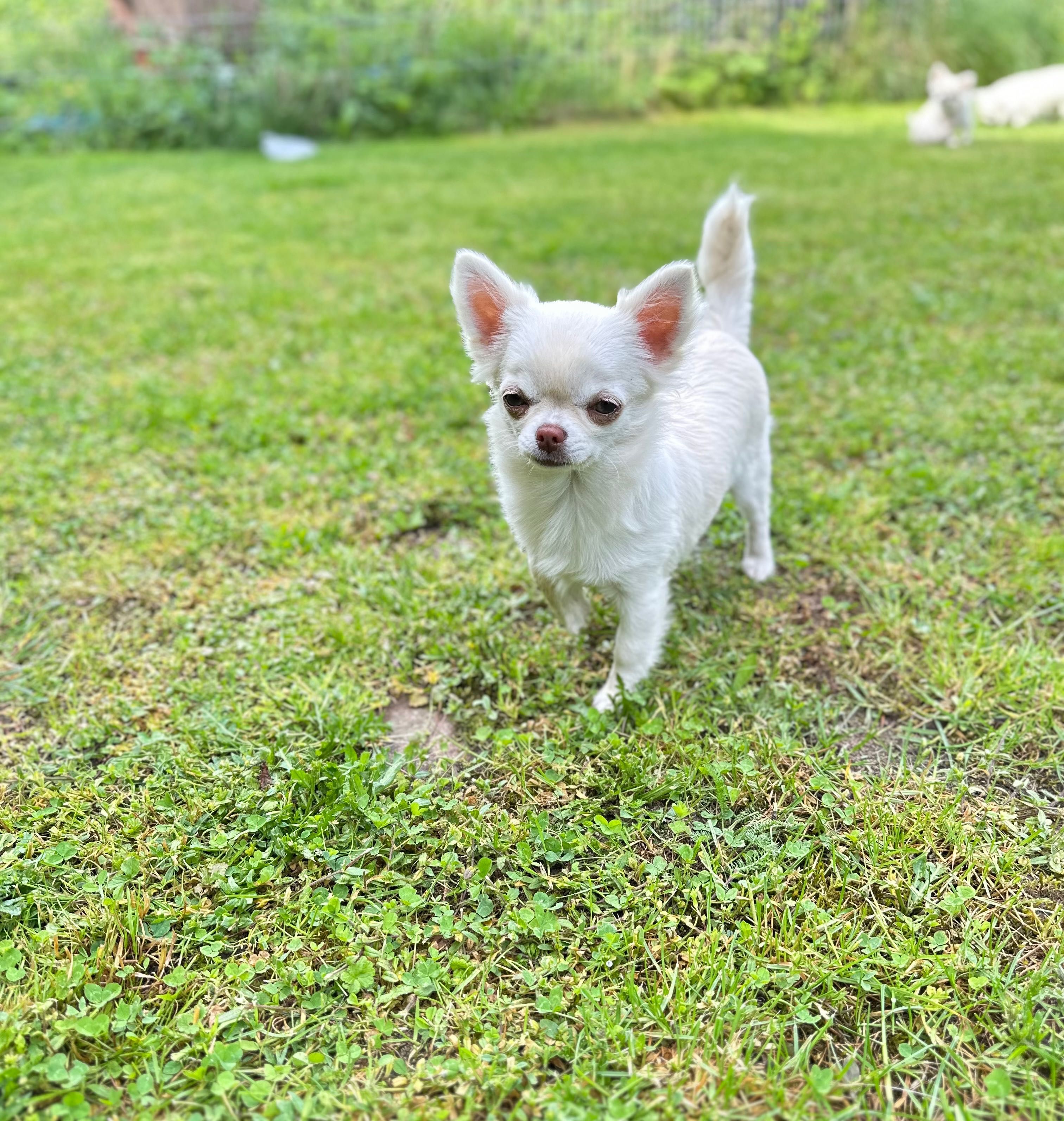 Suczka chihuahua długowłosy
