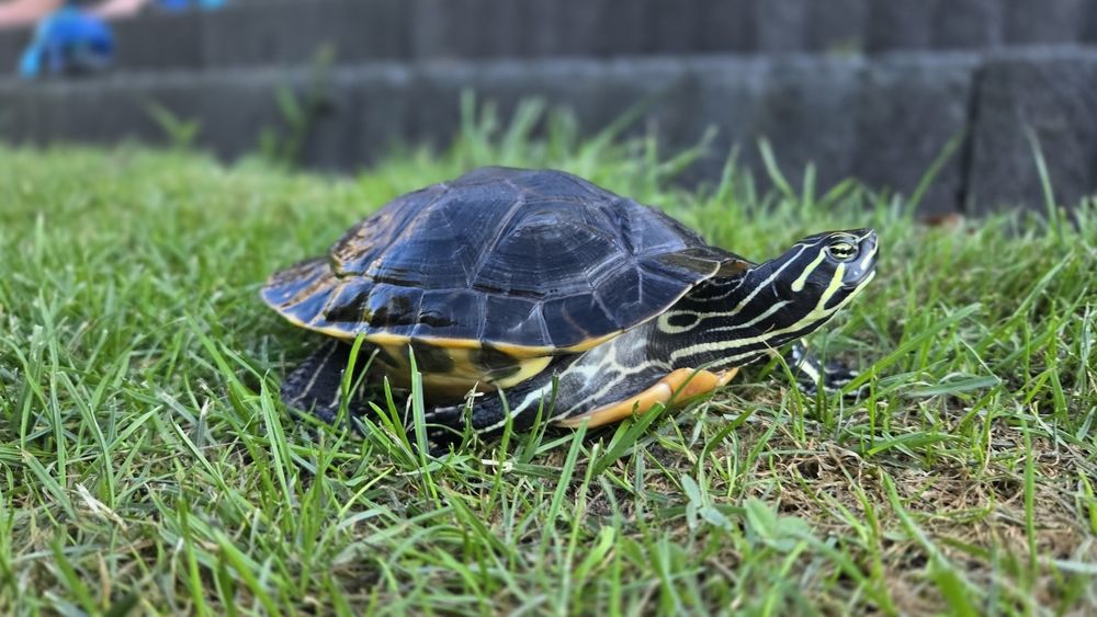 Żółw wodno-lądowy żółwia