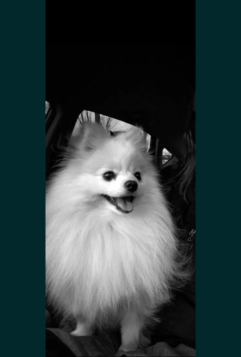 Chłopak. Pomeranian. Biały color