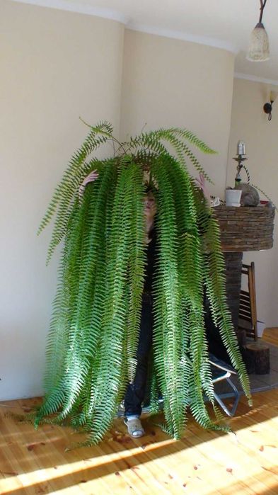 Продам молоді паростки папороті