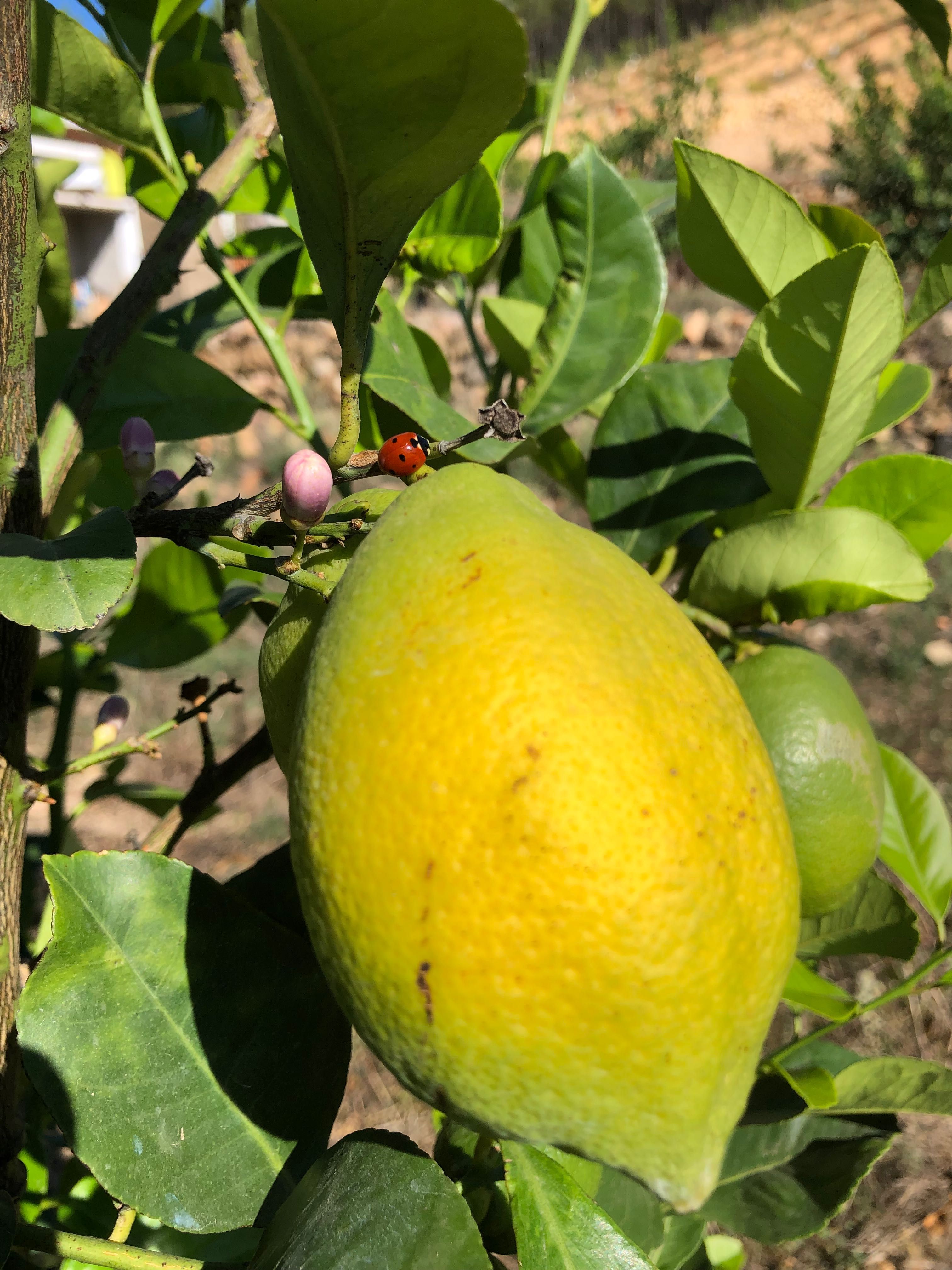 Limão de Mação. Produto Nacional da Beira Baixa.