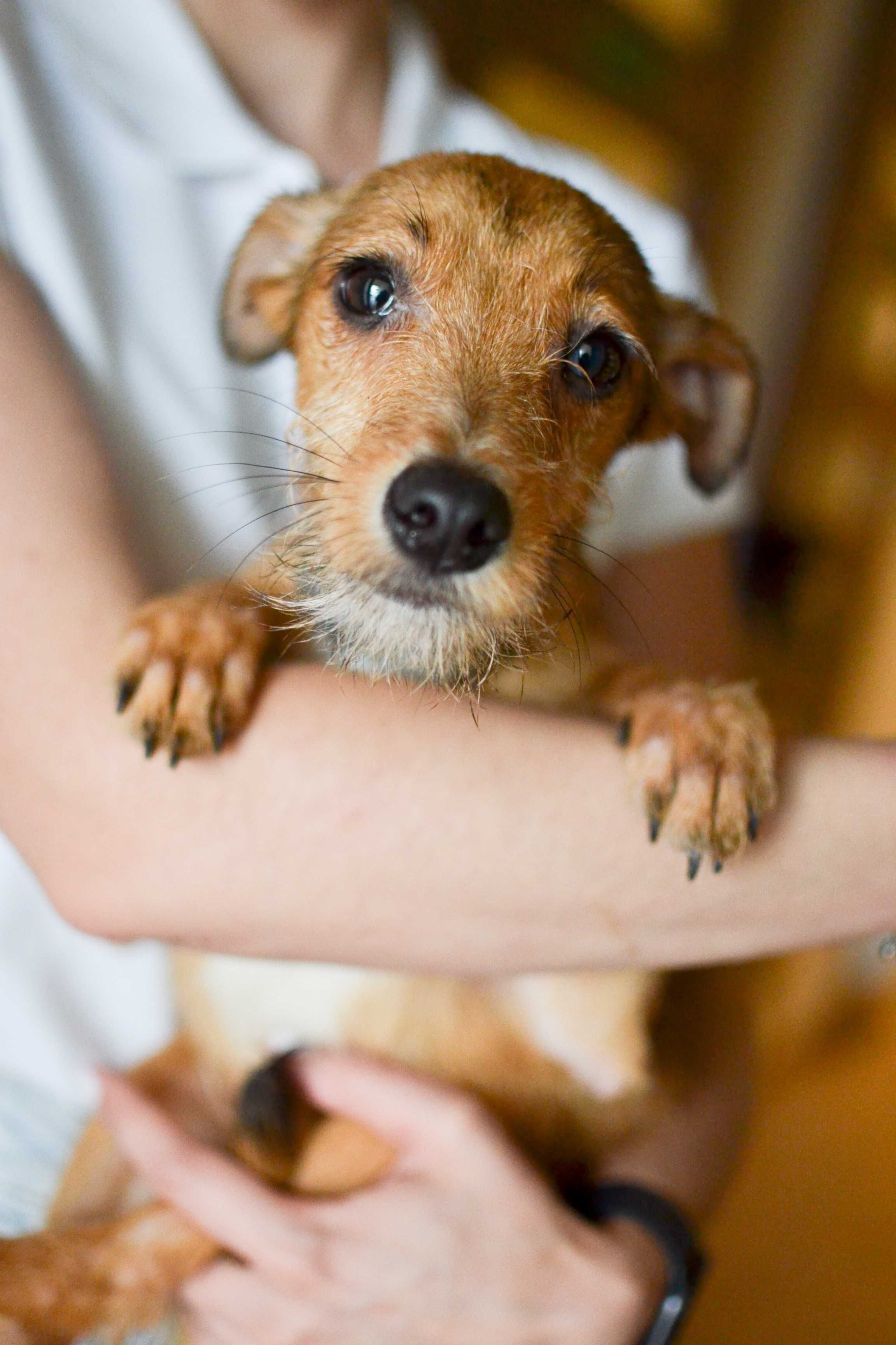 Kizo - 3 miesięczny, energiczny szczeniak do adopcji!