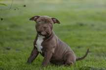 American Bully Pocked suczkaABKC