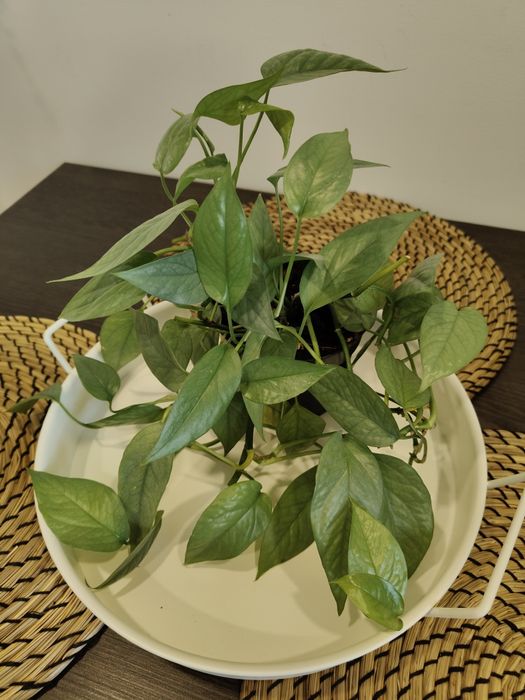 M - Epipremnum Cebu blue, Golden Photos, EPIPHYLLUM Scindapsus Treubie