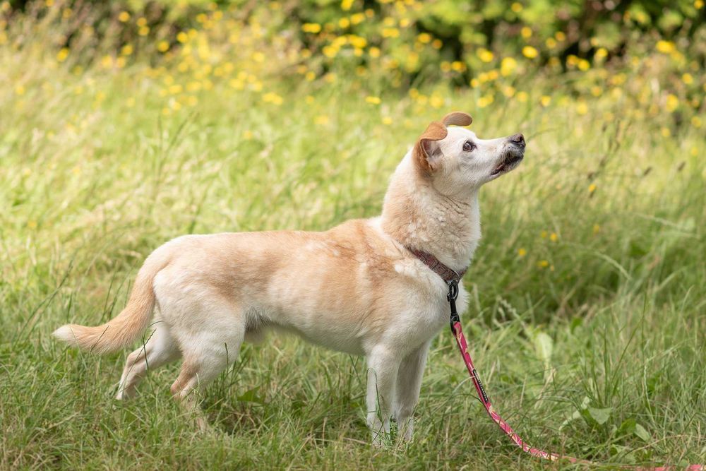 delikatny, spokojny, kremowy MIKI: tak mi brakuje domu ;(