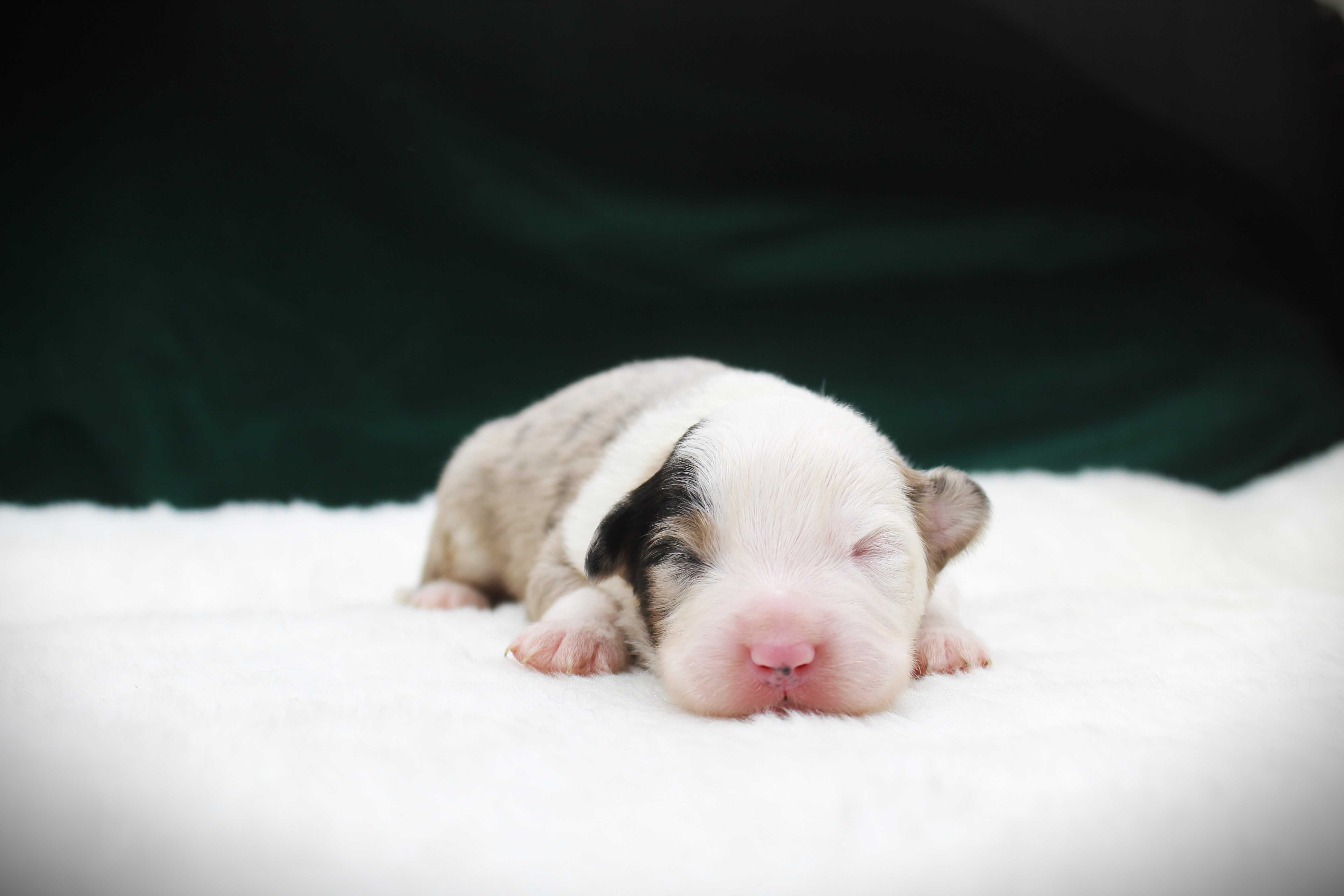 Miniaturowy Owczarek Amerykański MAS  - samiec Blue merle