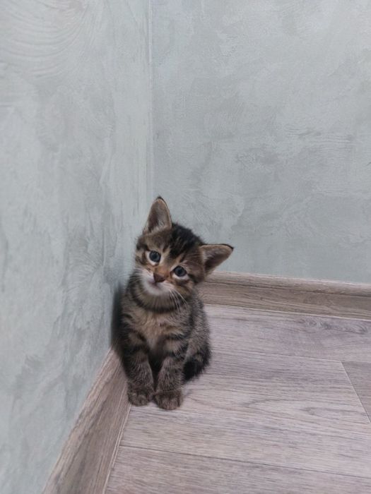 Котики в добрі руки!