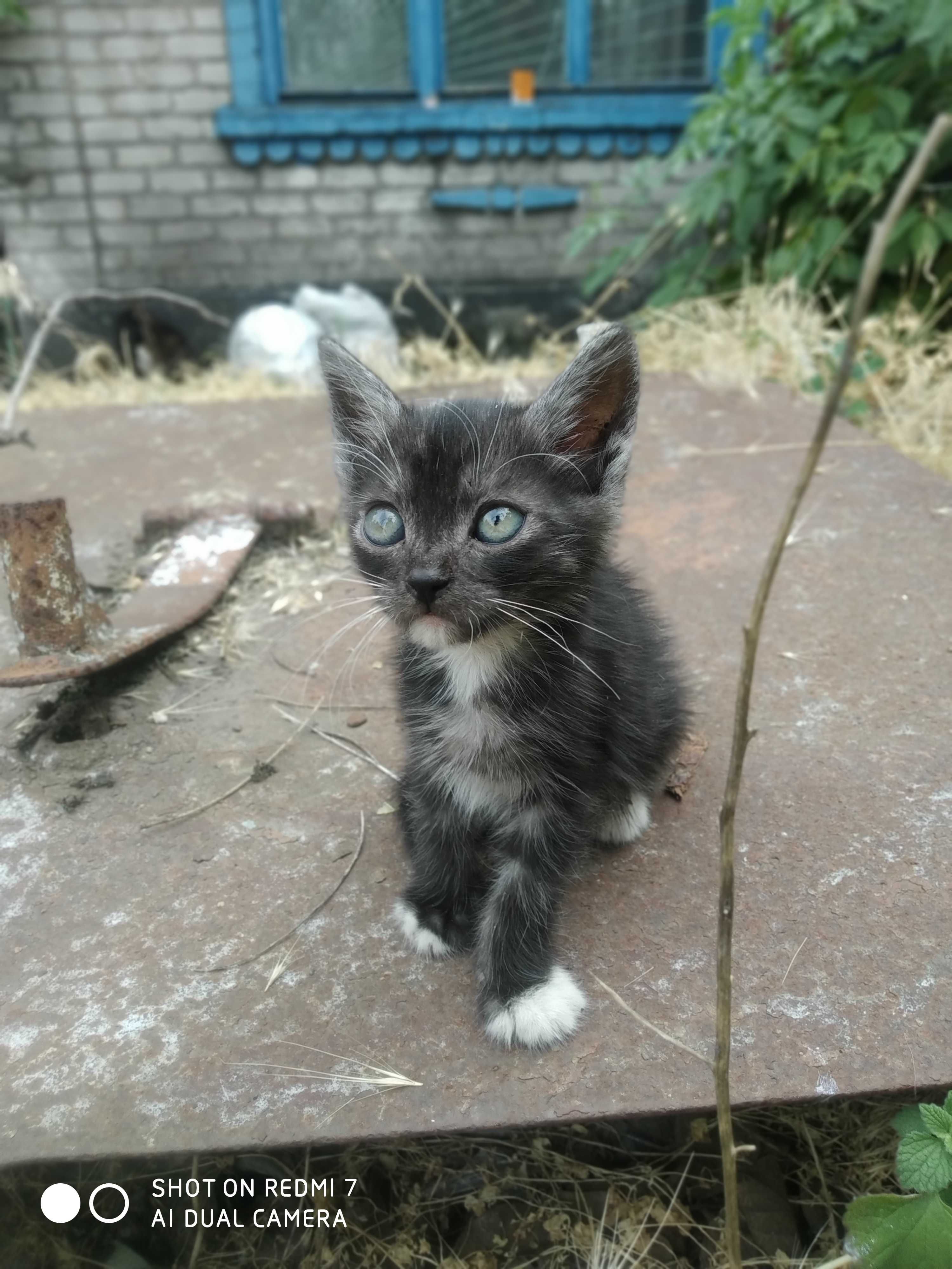 Кошенята в добрі руки!