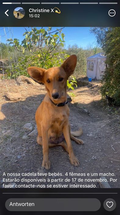 Cachorros à procura de um novo lar