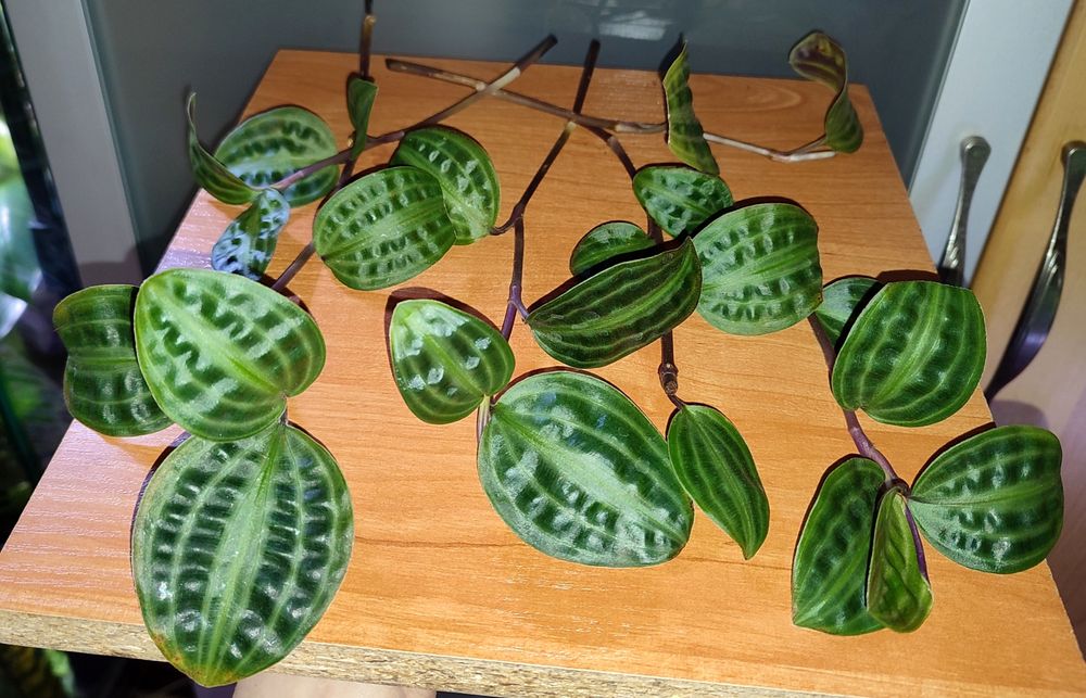 Geogenanthus peoppigii pięknie wybarwione falowane liście terrarium