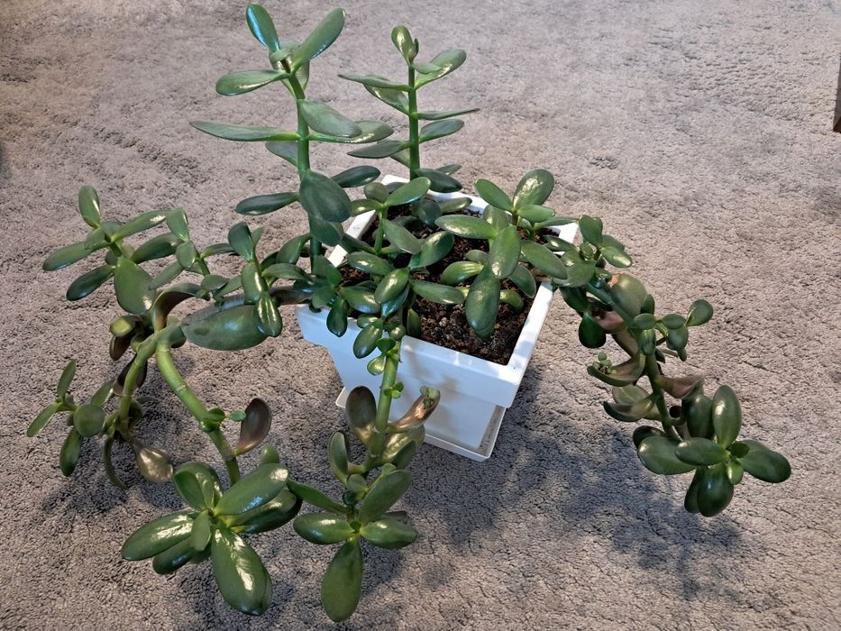 Drzewko szczęścia grubosz 50 cm
