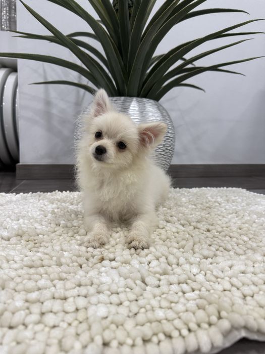 Spitz anão alemão m miniatura