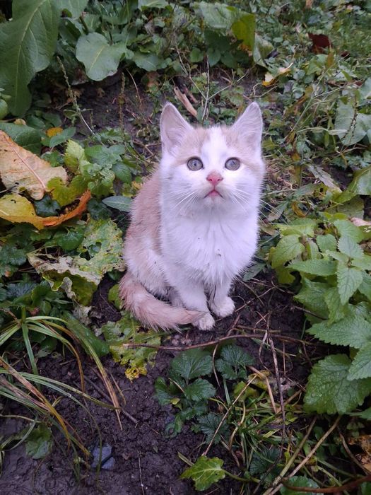 Киця - в добрі руки.