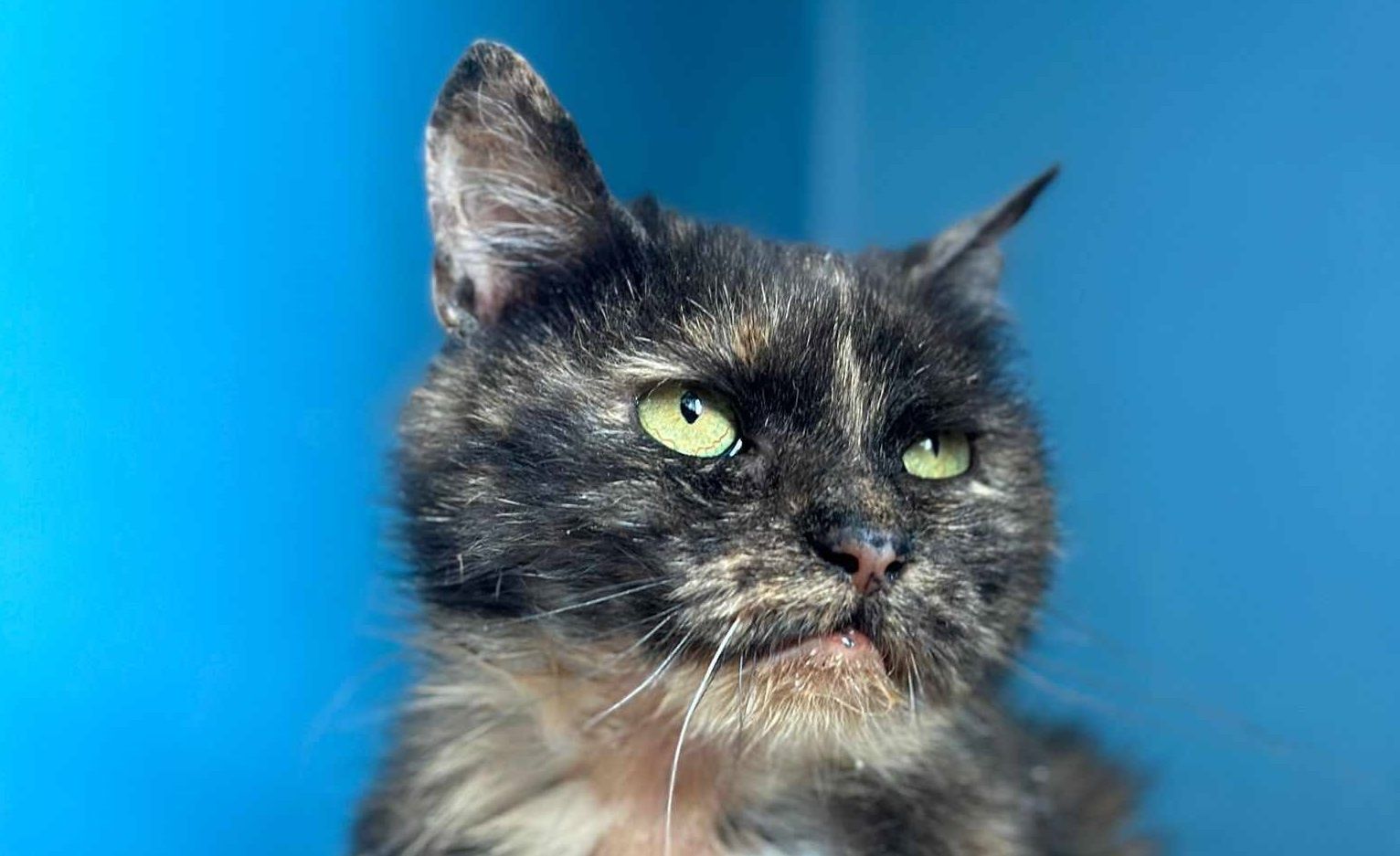 Eliza do adopcji