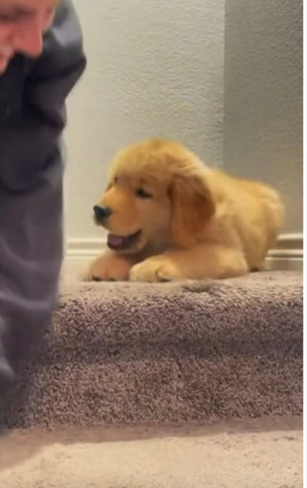 Дівчатка! Ретривер! КСУ!