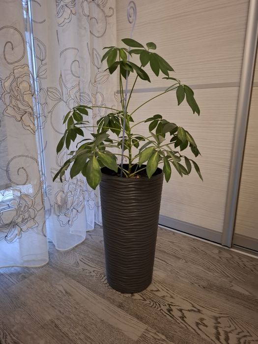 Вазони  заміокулькас шефлера фікус Бенджаміна лот