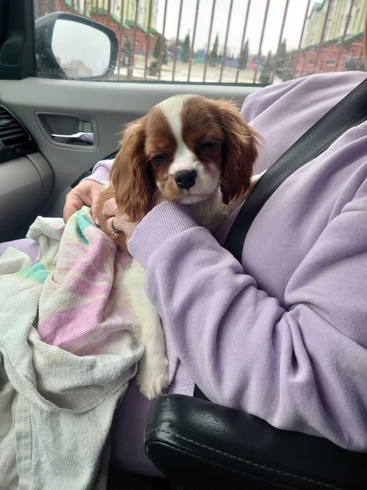 Доставка тварин, Перевезення тварин. Запоріжжя. Переїзд. Трансфер