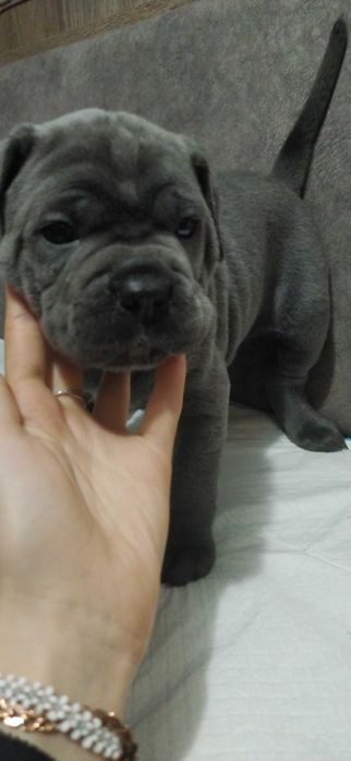 Кане Корсо щенки