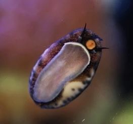Ślimak morski porcelanka Cypraea arabica Akwarium Morskie Wysyłka