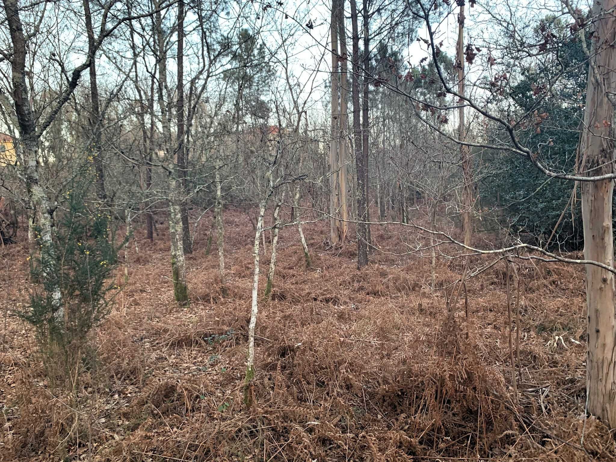 Terreno para construção com 1980m², Meixedo, Viana do Castelo