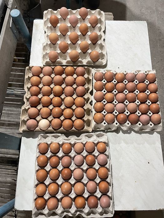 Продаємо курячі яйця
