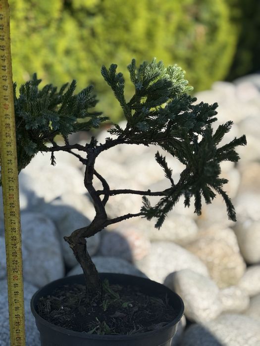 Formowane Bonsai cyprysik, sosna czarna,cis,jałowiec,laurowiśnia,jodła