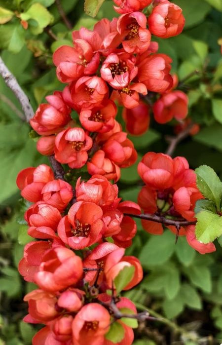 Хеномеліс (айва японська) Оранж Трейл