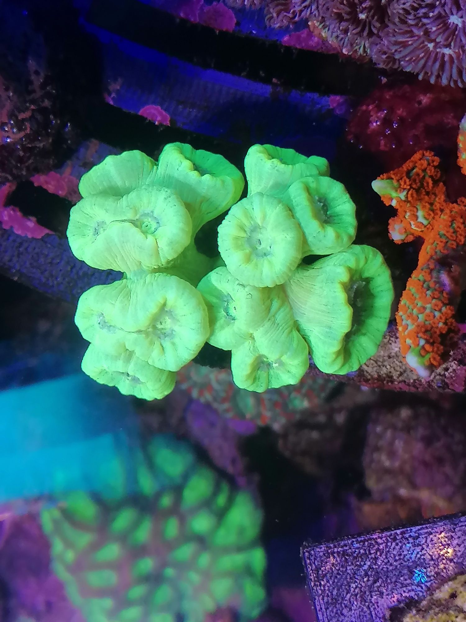 Calustrea fluo green szczepki koralowce akwarium morskie