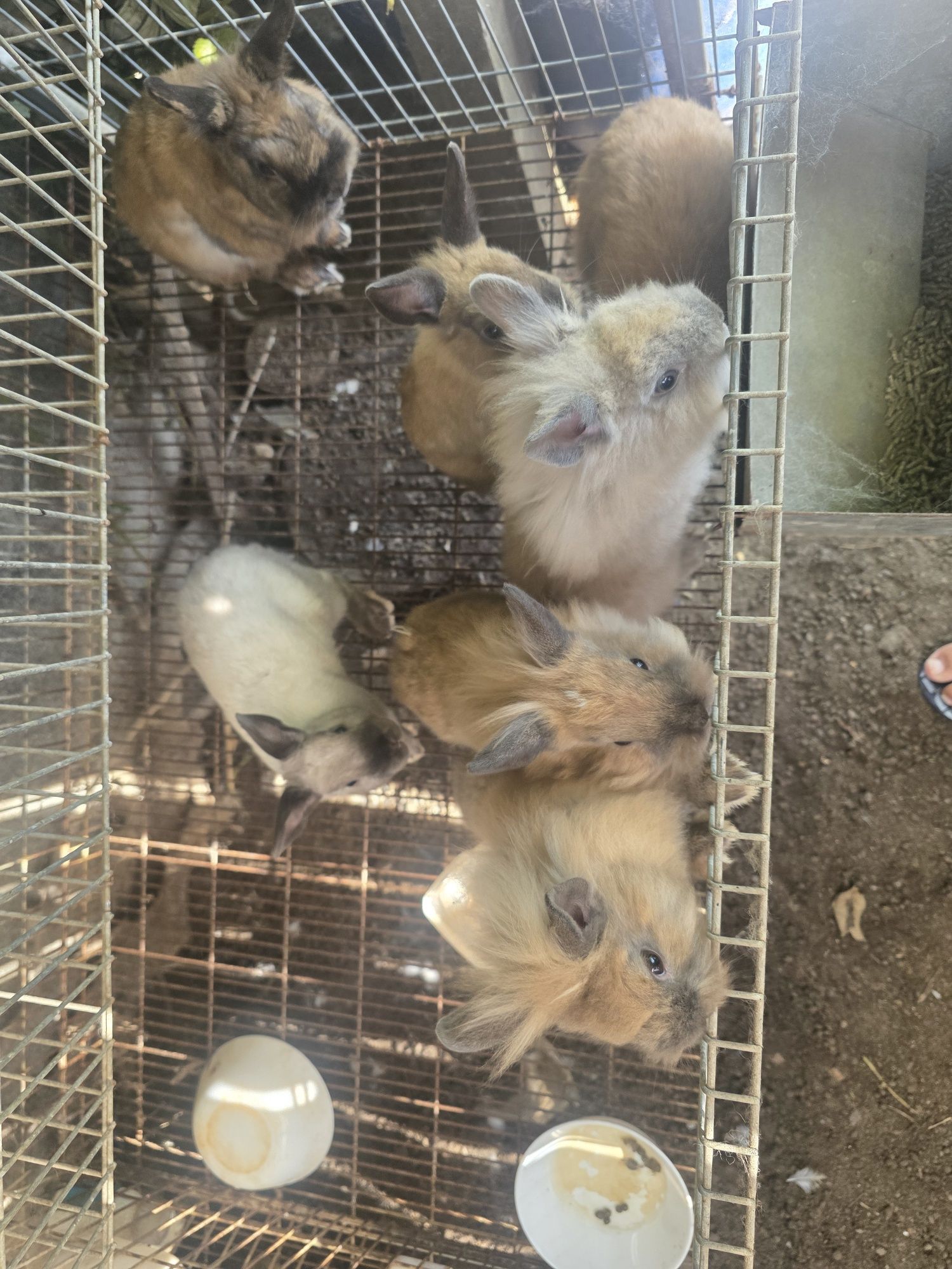 Vendo Coelhos anão