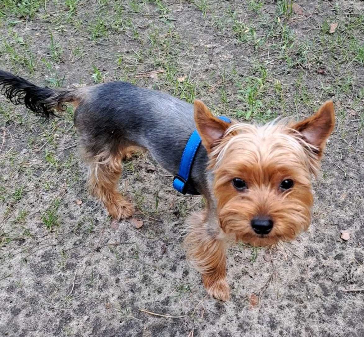 Yorkshire Terrier odchowany srebrno - złoty - Amorek - Paszport