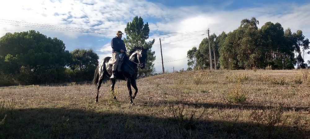 Cavalo castrado montado muito mansinho