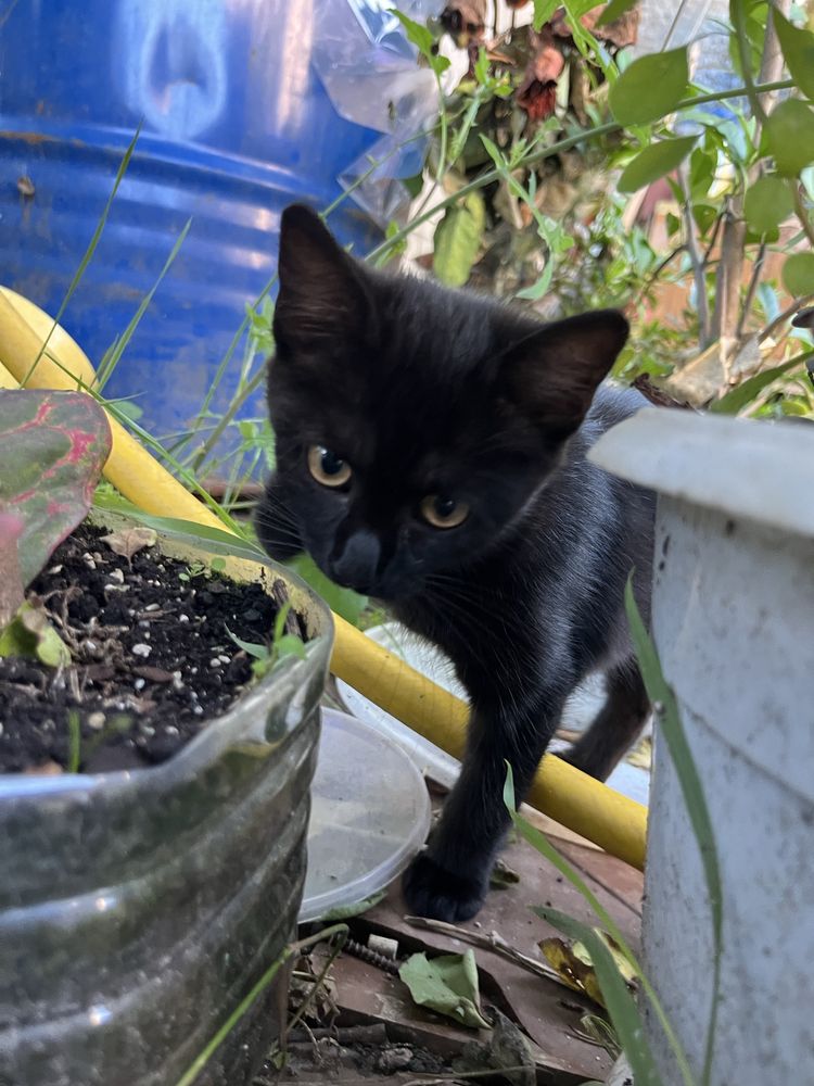 Котика безкоштовно