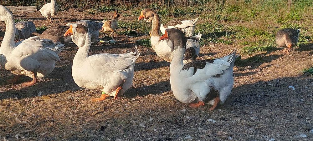 Gęsi i gąsiory cholmogory chołmogóry chołmogórskie