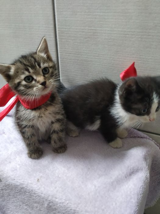 Усіх пятеро котиків з низ 2 хлопчики