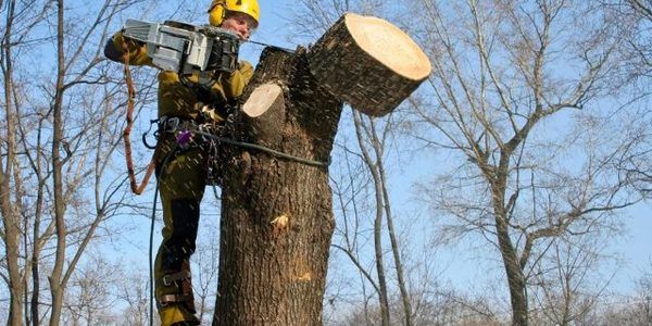 Обрізка зрізання дерев,коронування плодовитих дерев,корчування пнів.
