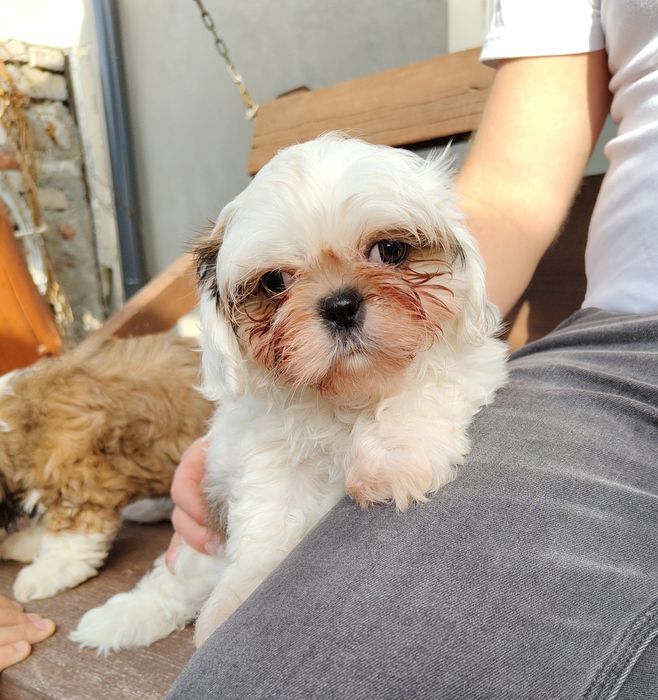 Piękna Shih Tzu z rodowodem