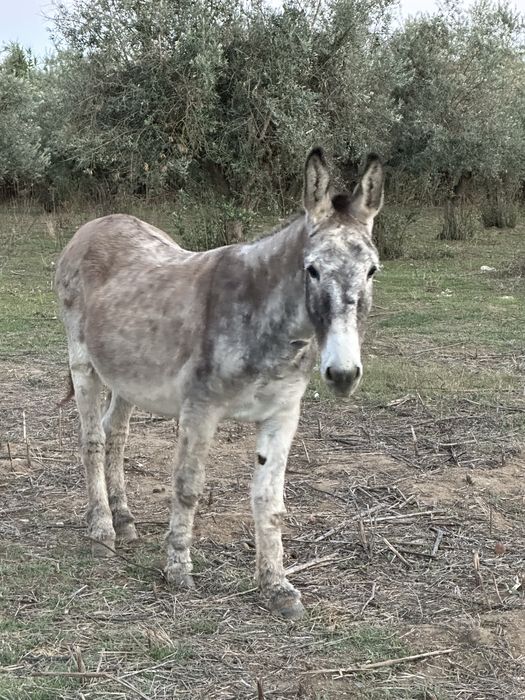 Burro Grande Montado e engatado