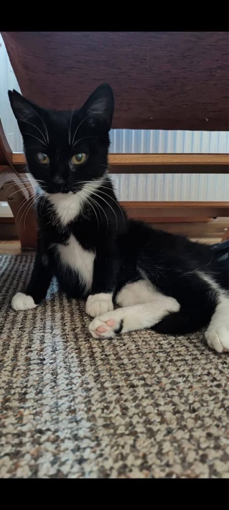 Kotka Melisa do adopcji