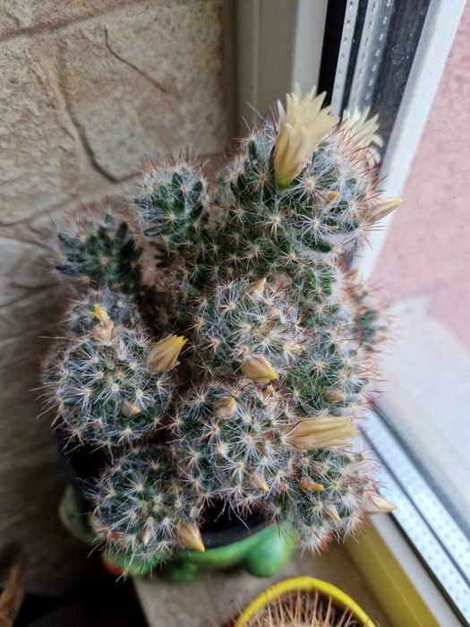 Кактусы. Комнатные растения