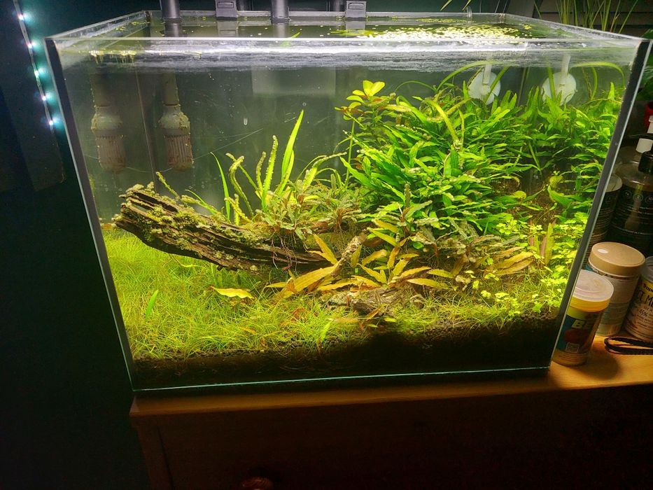 OKAZJA Zestaw akwarium 30l z wyposażeniem / Aranżacja / Roślinne / Co2